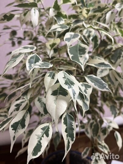 Фикус Бенджамина