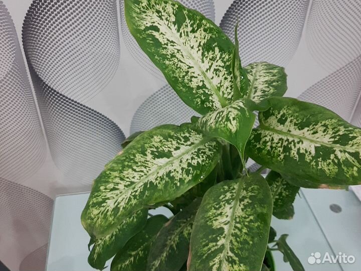 Диффенбахия