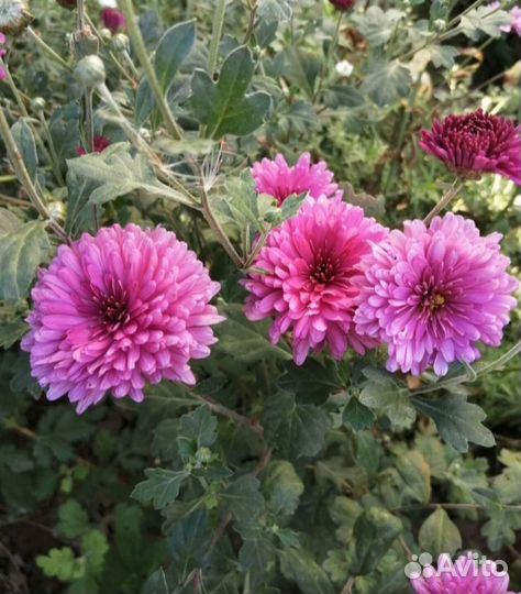 Хризантемы