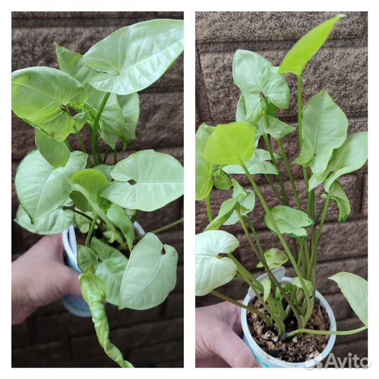 Разные комнатные цветы 2