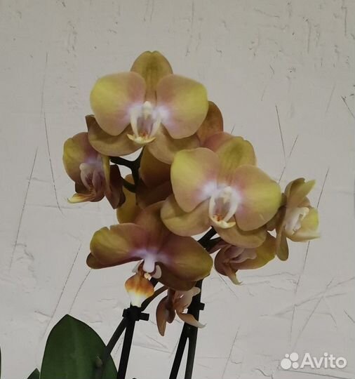 Орхидеи цветущие и не цветущие