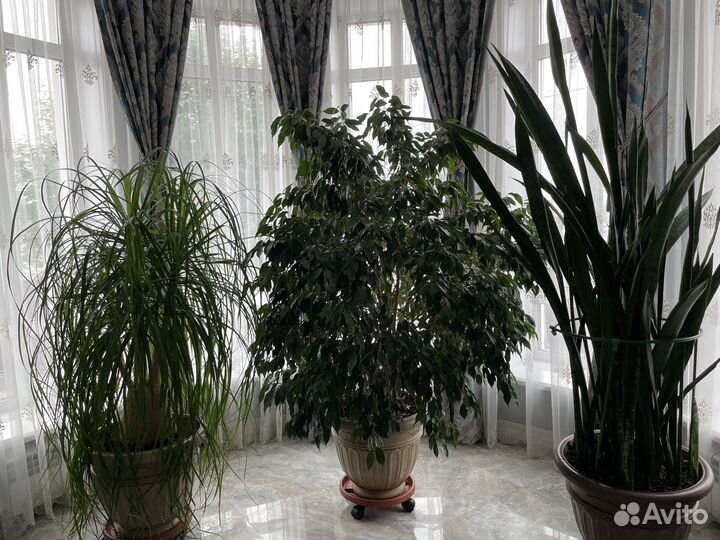 Растения в горшках