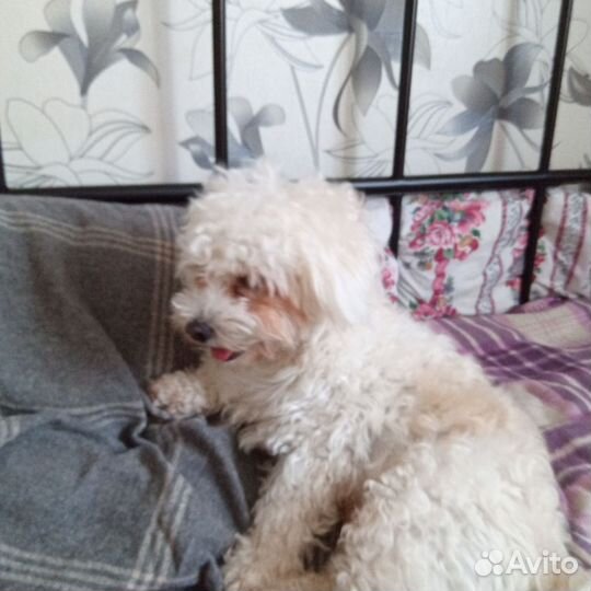 Шикарный парень