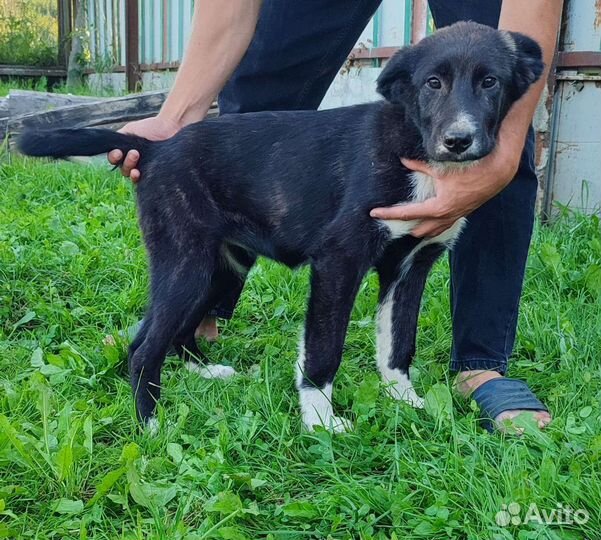 Кавказская овчарка. Торг