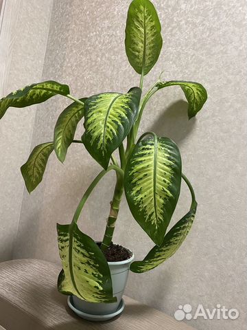 Диффенбахия прелестная (Dieffenbachia Amoena)