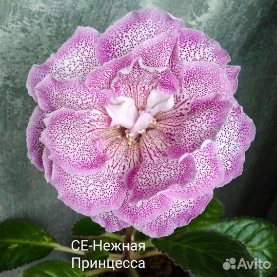 Глоксинии сортовые