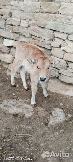 Продаётся телка