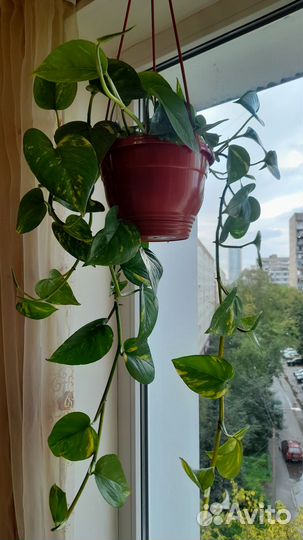 Эпипремнум