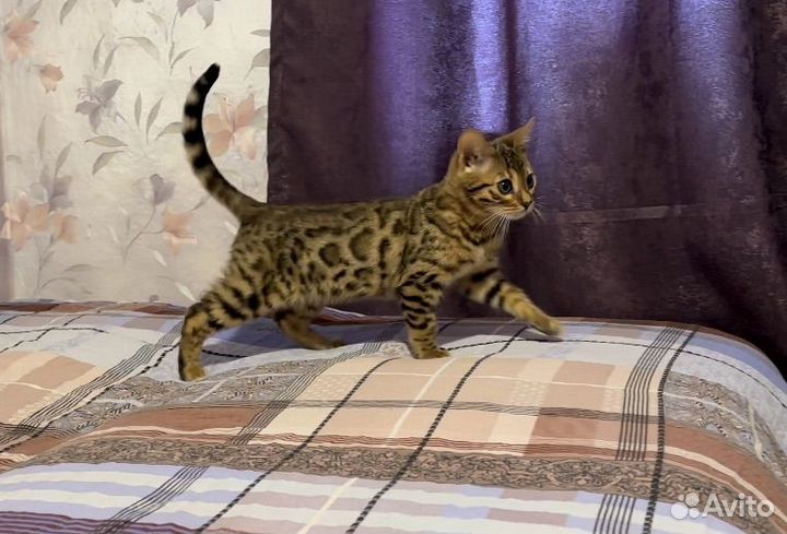 Бенгальский котенок мальчик