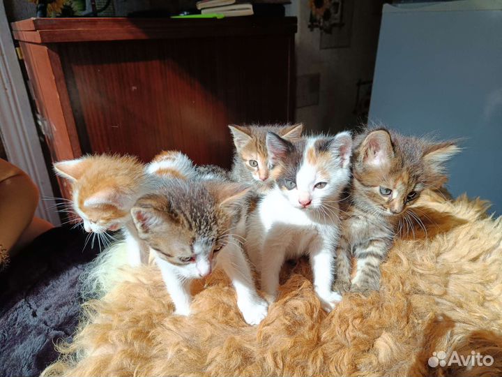 Котята в добрые руки