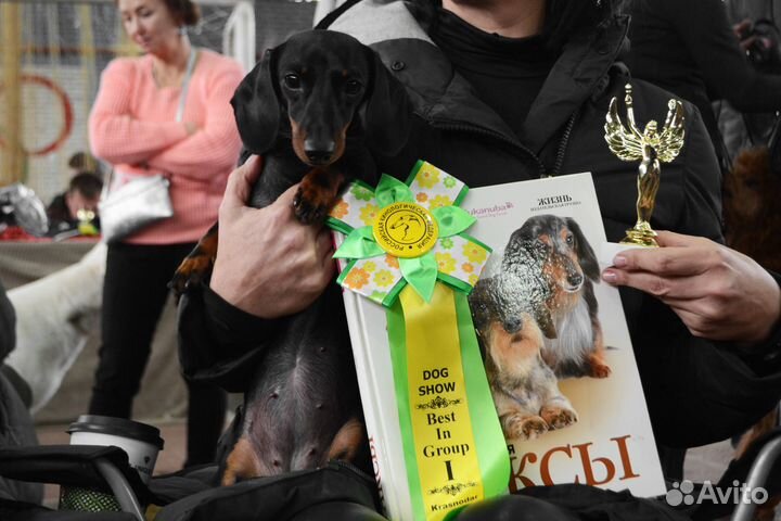 Хендлер, дрессировка собак