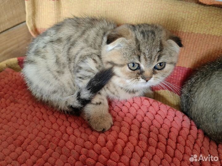 Шотландские вислоухие котята