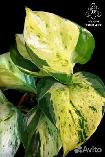 Эпипремнумы глобал грин,неон,marble apple,себу блю