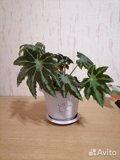 Бегония Мэсона,Черная мамба,Борщевиколистн