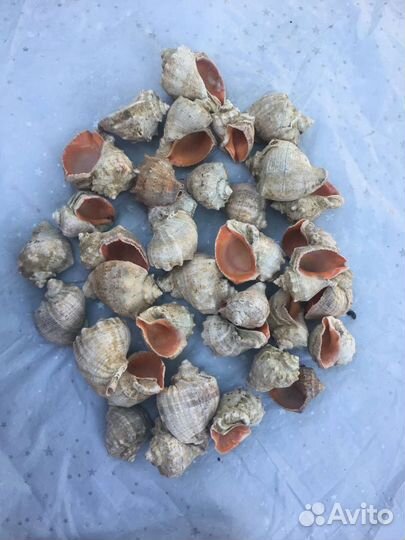 Рапаны по 10