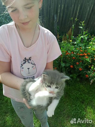 Котята в добрые руки бесплатно