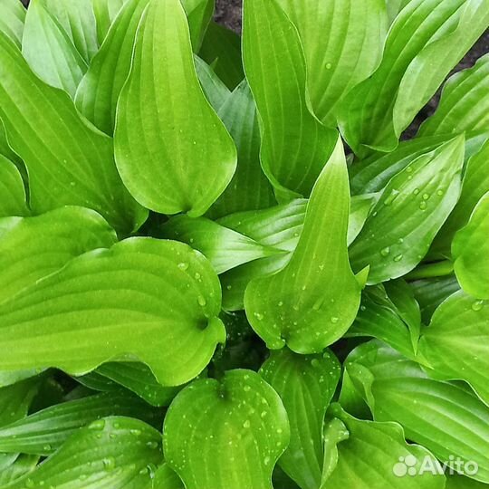 Хоста голубая