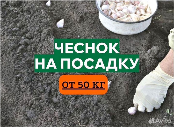 Семена. Чеснок на посадку
