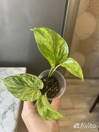 Эпипремнум, сциндапсус, филодендрон