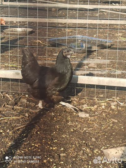 Ухейилюй куры