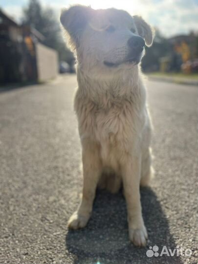 Барс в семью