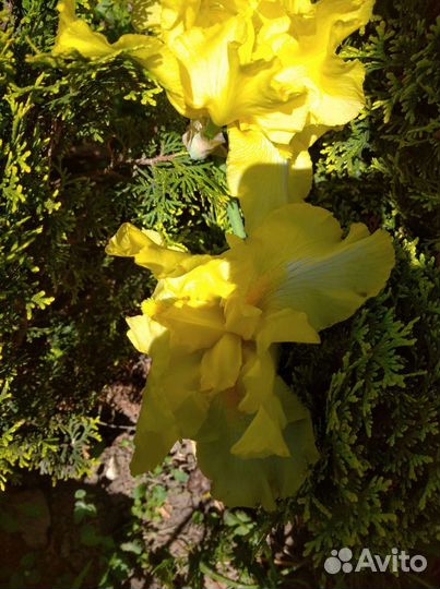 Лилейники, флоксы, пионы, ирисы, лилия