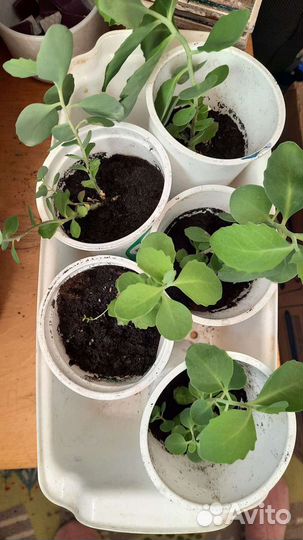 Ростки очитка седум,многолетник