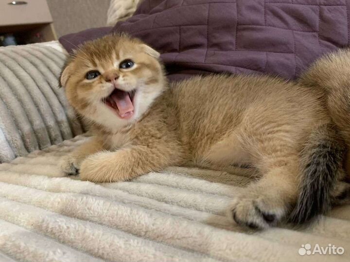 Шотландская