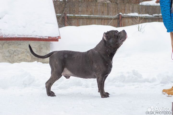Американский булли XL вязка за щенка