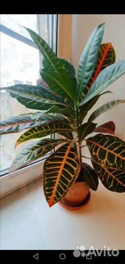 Маранта и эпифиллум