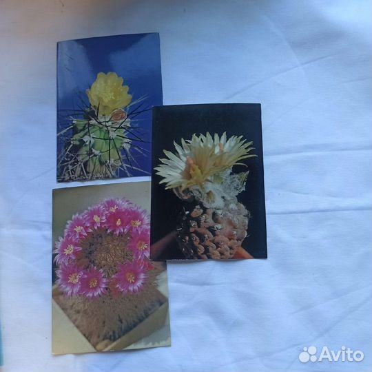 2 Набора открыток Кактусы и набор Овощи