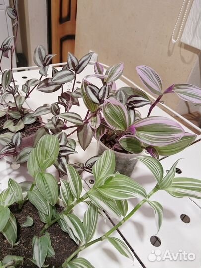 Традесканции