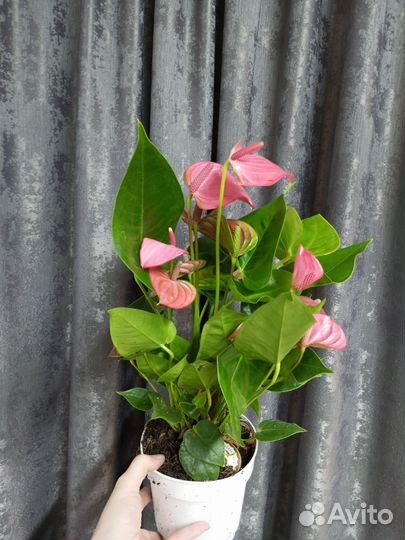 Антуриум Пинк чемпион