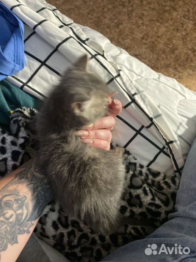 Котенок, голубая сибирская