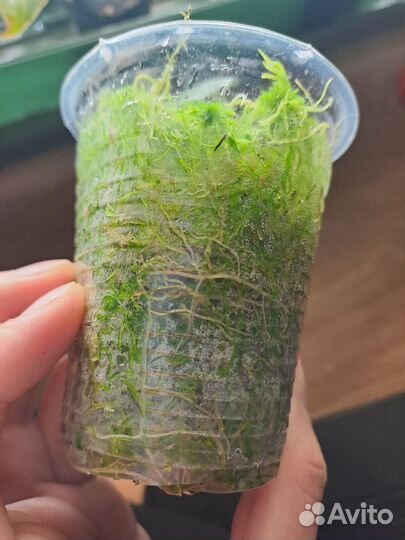 Алоказия блэк вельвет