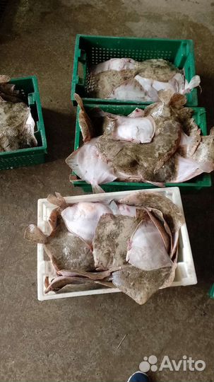 Камбала калкан Азовская