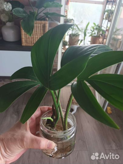 Филодендрон хвост дракона