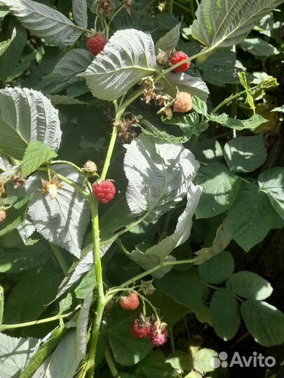 Малина ремонтантная