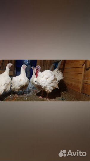 Куры несушки