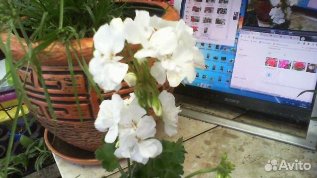 Пеларгония 