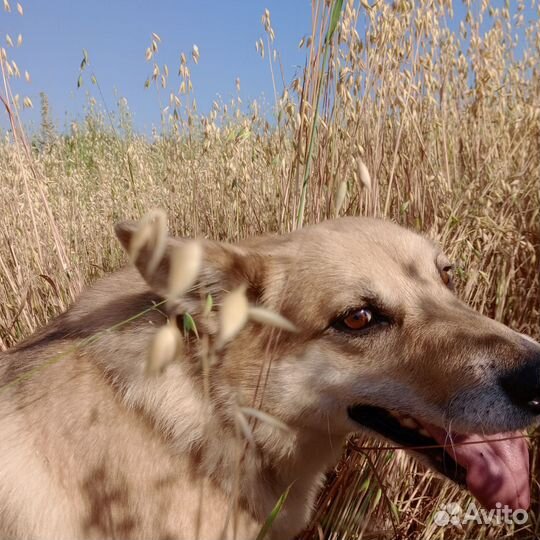 Зооняня/передержка