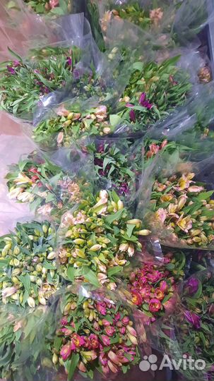 Альстромерия, Гербера Оптом и в Розницу