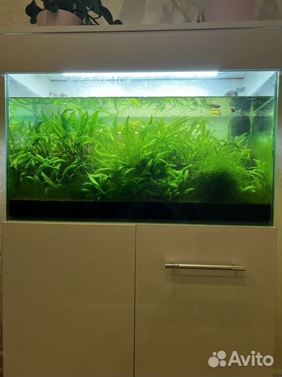 Аквариум 100л. С рыбками и креветками