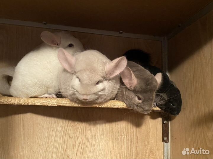 Шиншилла самка-Зеленоград