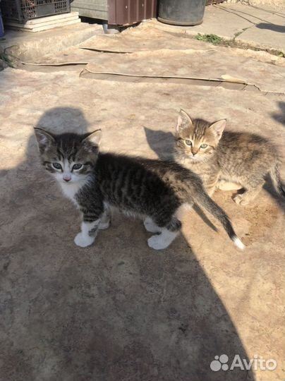 Котята отдам бесплатно