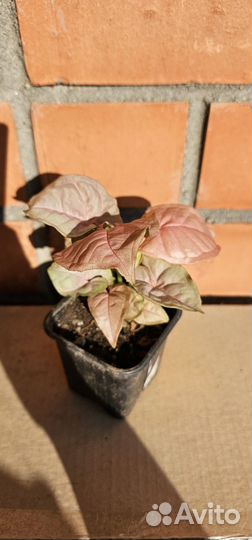 Сингониум Неон