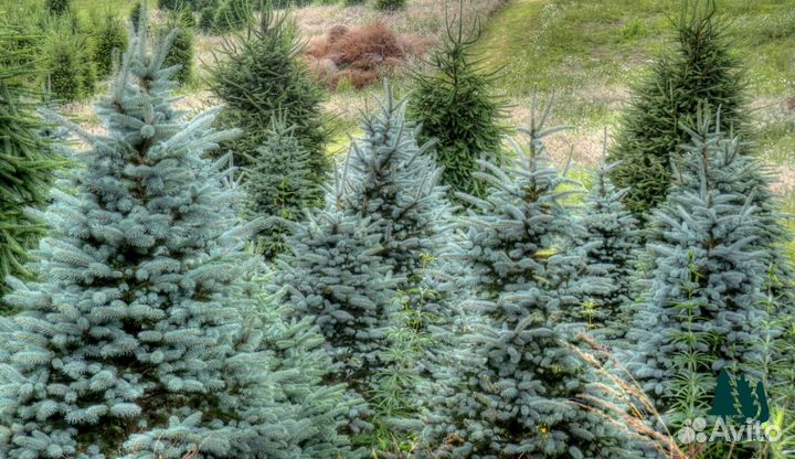 Голубая ель артикул H-37616