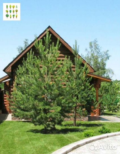 Крупномер сосны