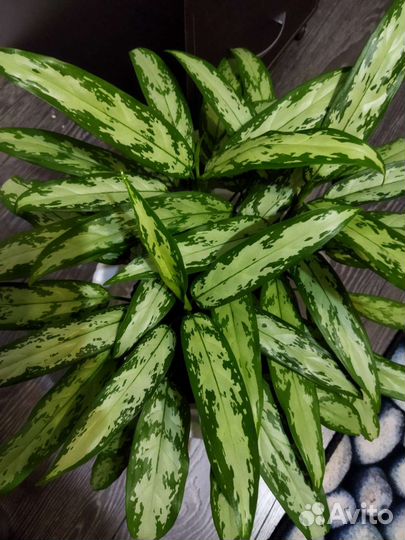 Аглаонема Трейба