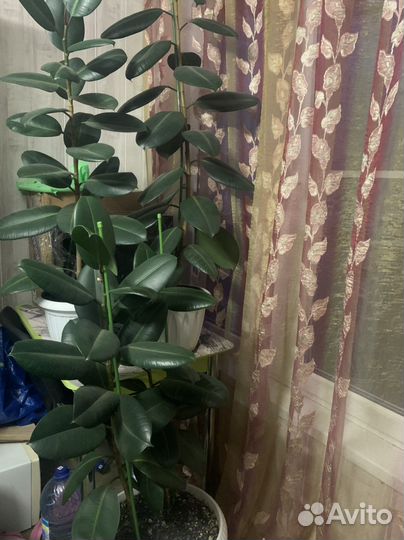 Комнатные растения цветы